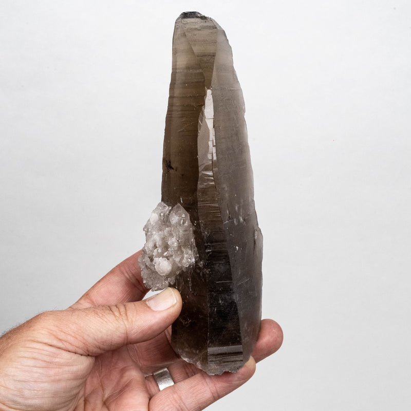 Smoky Lemurian Seed Quartz Crystal 618 g 176x66mm DT