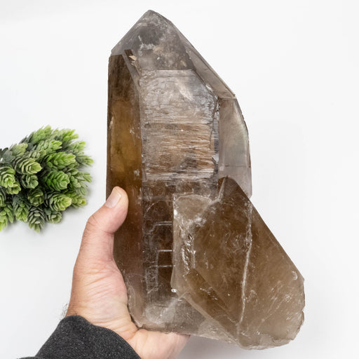 Citrine Crystal 4092 g 10.5x4.5in Self Healed - InnerVision Crystals