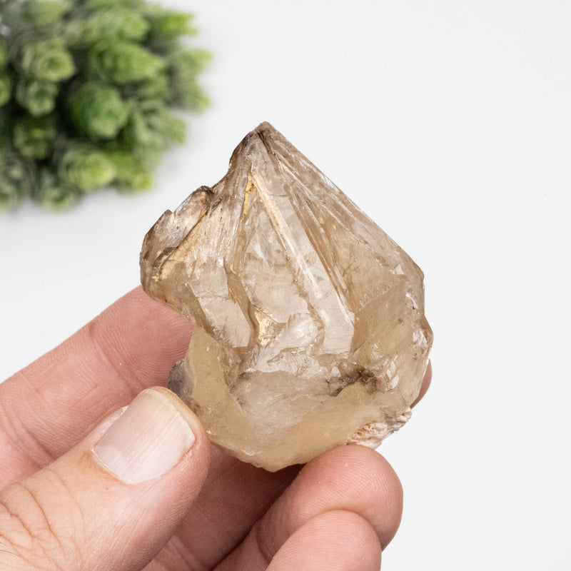 Citrine Crystal 91 g 55x51mm Skeletel