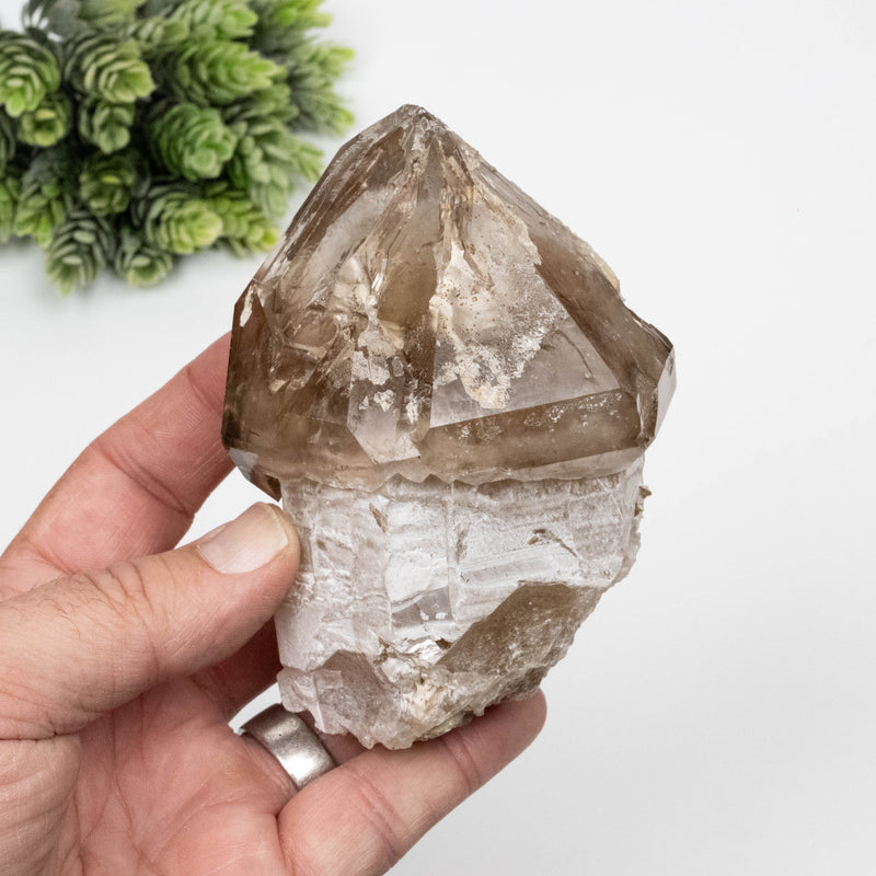 Citrine Crystal 560 g 108x74mm Scepter