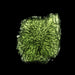 Moldavite 5.42 g 20x18x12mm - InnerVision Crystals