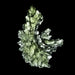 Moldavite Besednice Jezkovna 2.90 g 31x23x7mm A+ - InnerVision Crystals