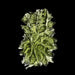 Moldavite - Besednice Jezkovna 4.99 g 31x20x10mm AA - InnerVision Crystals
