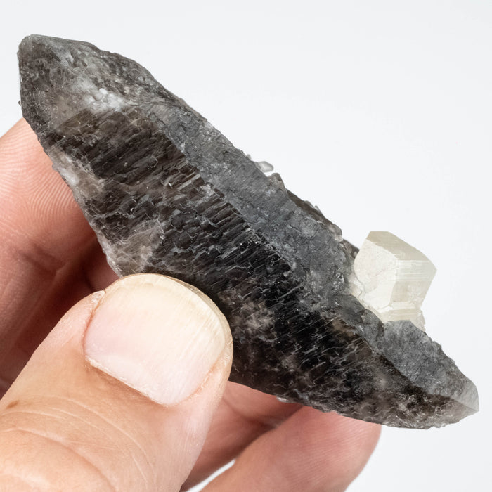 Phenakite on Smoky Quartz - Mt Antero, CO 59 g 70x33mm