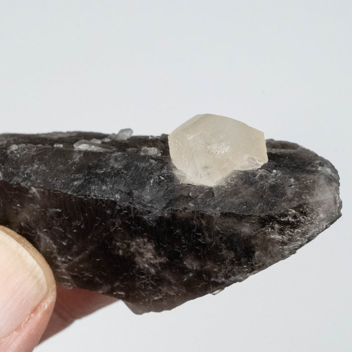 Phenakite on Smoky Quartz - Mt Antero, CO 59 g 70x33mm