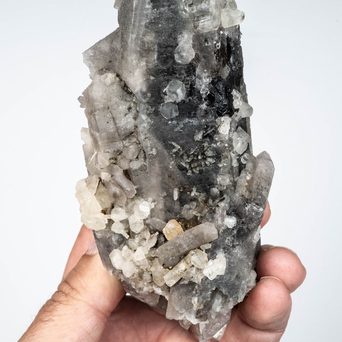 Phenakite on Smoky Quartz - Mt Antero, CO 477 g 163x53mm DT