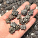 Prophecy Stones - Mixed Shapes Small / Medium 1 Kilo | Wholesale - InnerVision Crystals