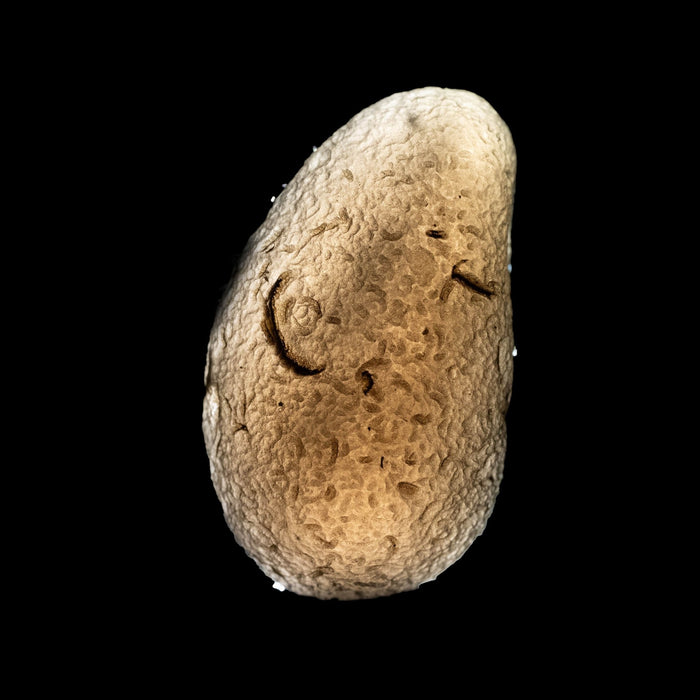 Saffordite 10.08 g 30x17mm - InnerVision Crystals