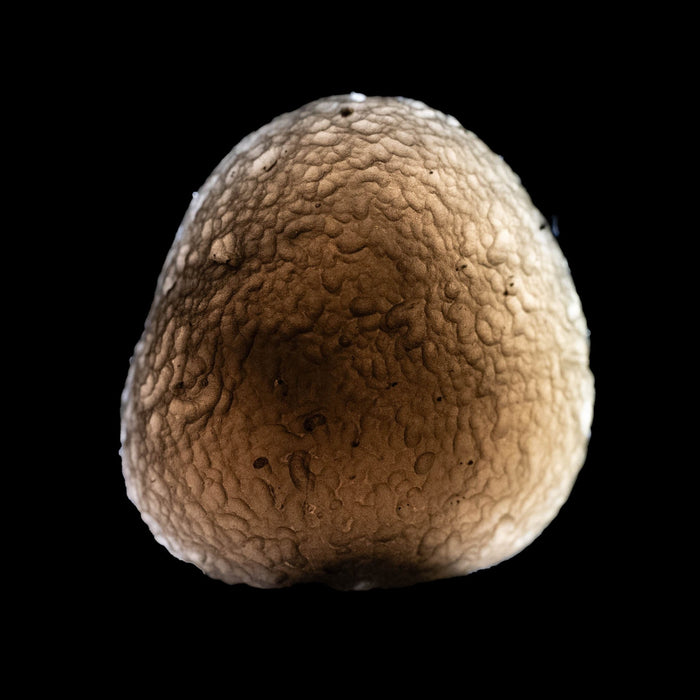 Saffordite 11.32 g 23x23mm - InnerVision Crystals