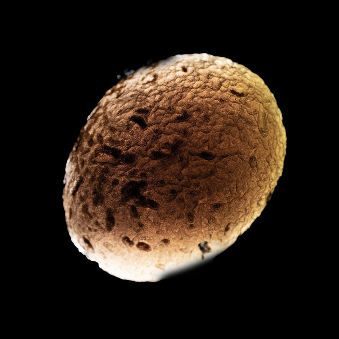 Saffordite 11.76 g 26x21mm - InnerVision Crystals