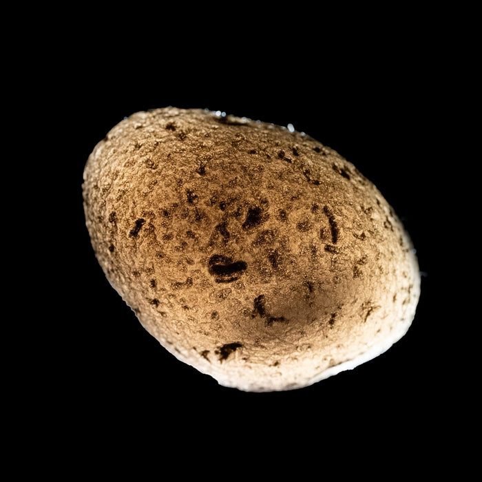 Saffordite 11.84 g 28x20mm - InnerVision Crystals