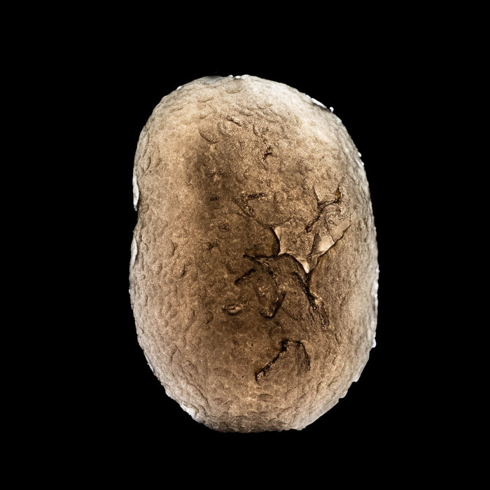 Saffordite 12.13 g 32x21mm - InnerVision Crystals