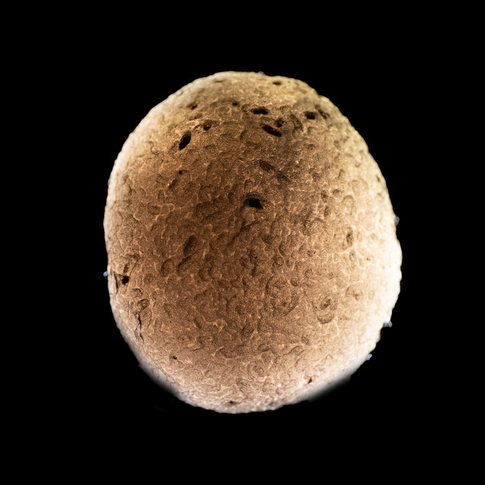 Saffordite 12.71 g 26x23mm - InnerVision Crystals