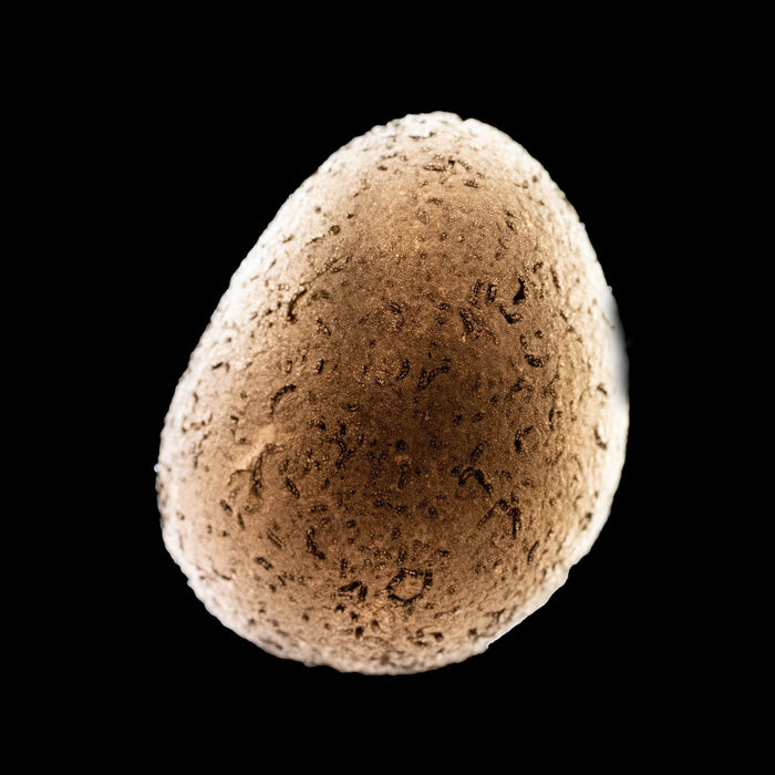 Saffordite 12.78 g 27x21mm - InnerVision Crystals