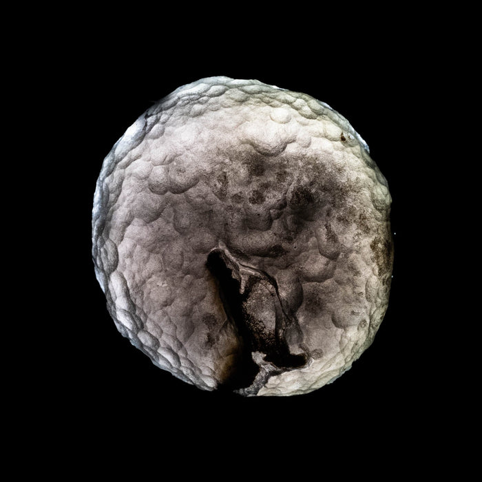 Saffordite 5.02 g 20x19mm - InnerVision Crystals