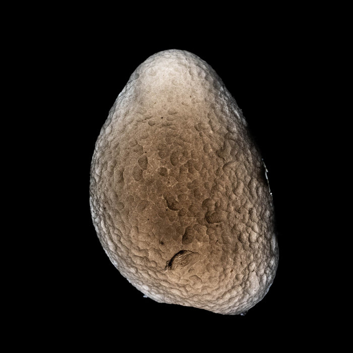 Saffordite 5.08 g 23x15mm - InnerVision Crystals