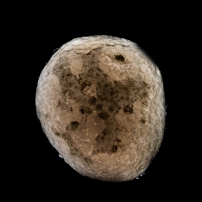 Saffordite 5.26 g 27x18mm - InnerVision Crystals