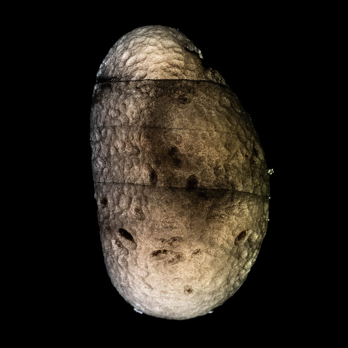 Saffordite 5.30 g 25x14mm - InnerVision Crystals