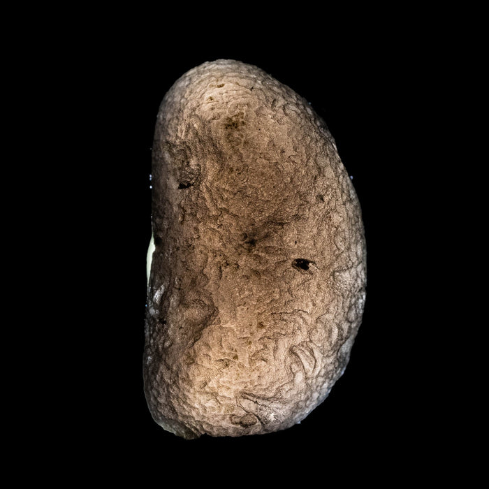 Saffordite 5.32 g 23x13mm - InnerVision Crystals