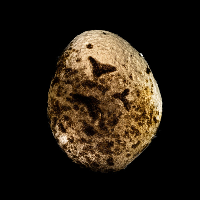 Saffordite 5.42 g 20x16mm - InnerVision Crystals