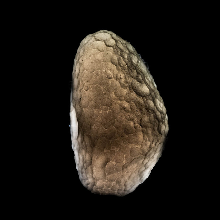 Saffordite 5.47 g 24x15mm - InnerVision Crystals