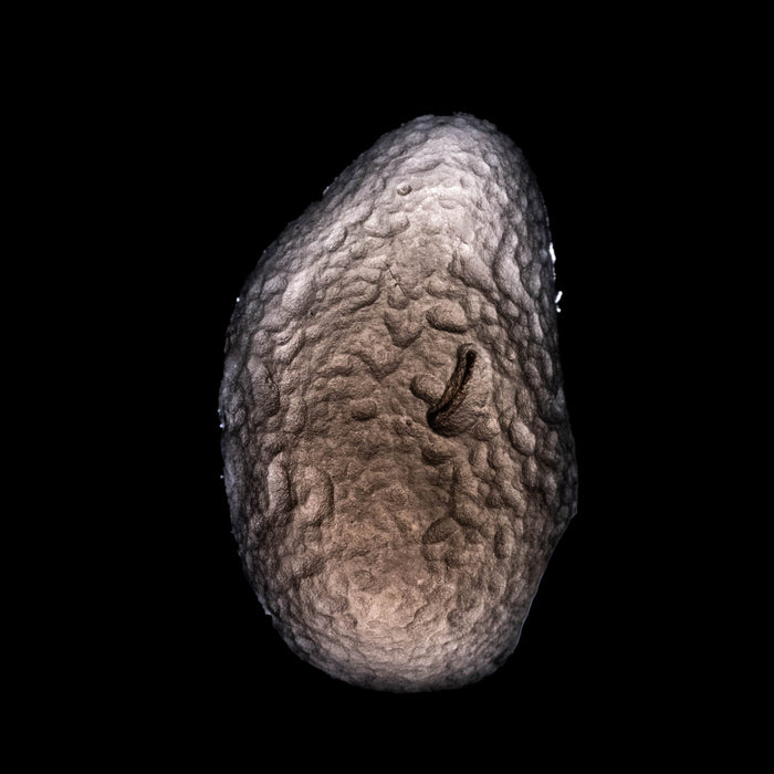 Saffordite 5.64 g 24x15mm - InnerVision Crystals