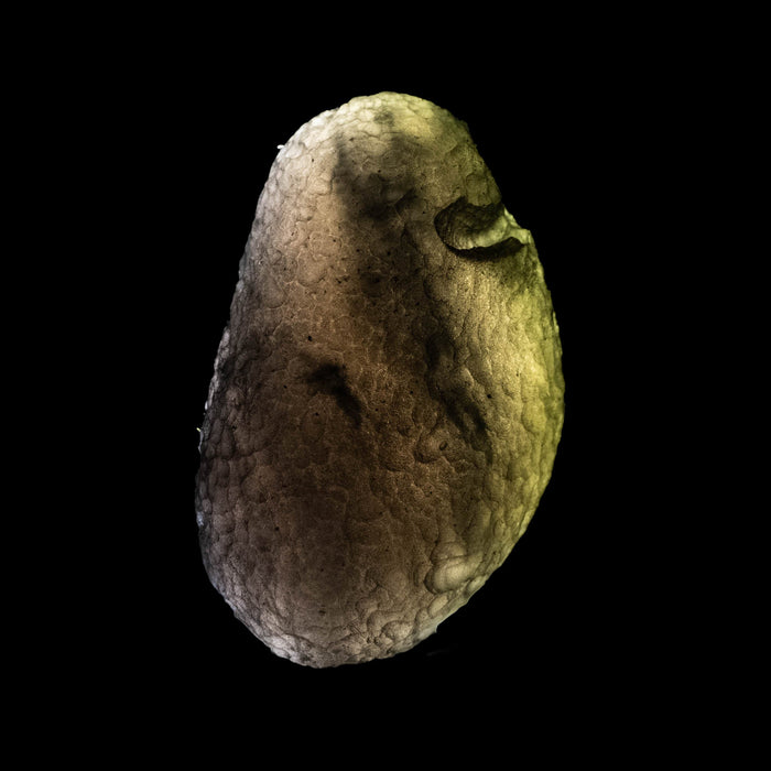 Saffordite 6.05 g 25x15mm - InnerVision Crystals