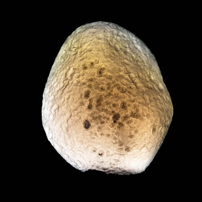 Saffordite 6.08 g 23x18mm - InnerVision Crystals