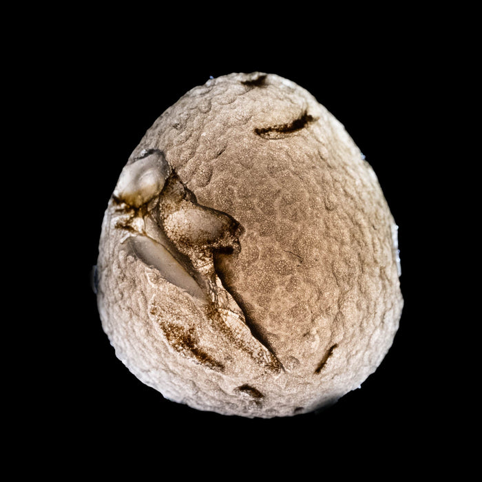 Saffordite 6.17 g 19x17mm - InnerVision Crystals