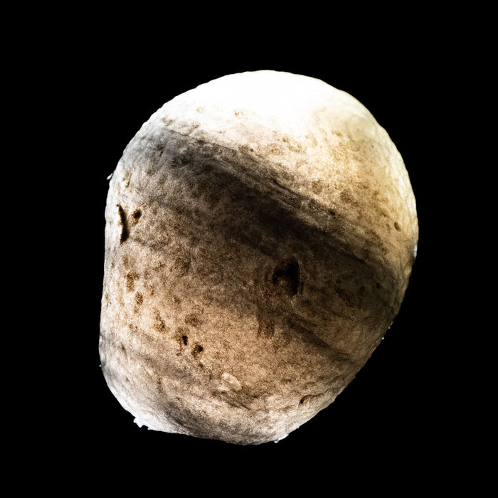 Saffordite 6.39 g 22x18mm - InnerVision Crystals