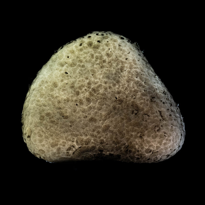 Saffordite 6.52 g 24x23mm - InnerVision Crystals