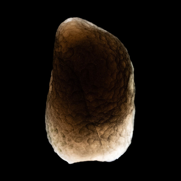 Saffordite 6.62 g 25x14mm - InnerVision Crystals