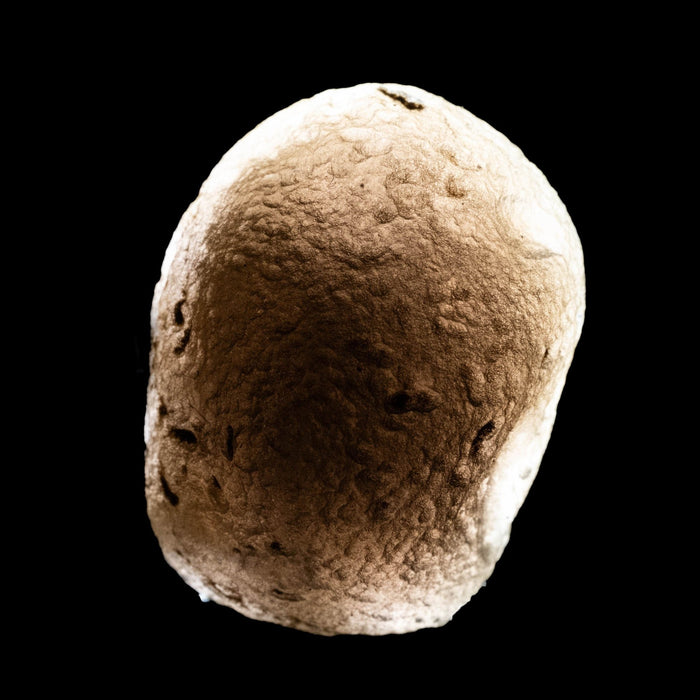 Saffordite 6.75 g 22x16mm - InnerVision Crystals