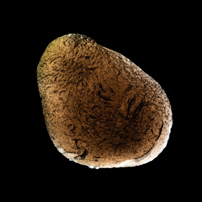 Saffordite 6.86 g 23x17mm - InnerVision Crystals