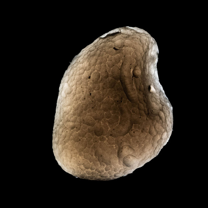 Saffordite 7.55 g 26x20mm - InnerVision Crystals