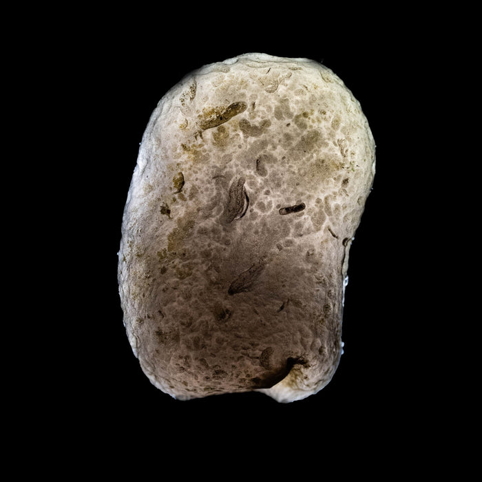 Saffordite 7.96 g 28x18mm - InnerVision Crystals