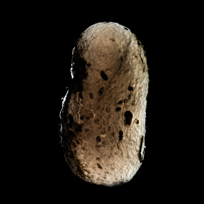 Saffordite 8.52 g 31x15mm - InnerVision Crystals