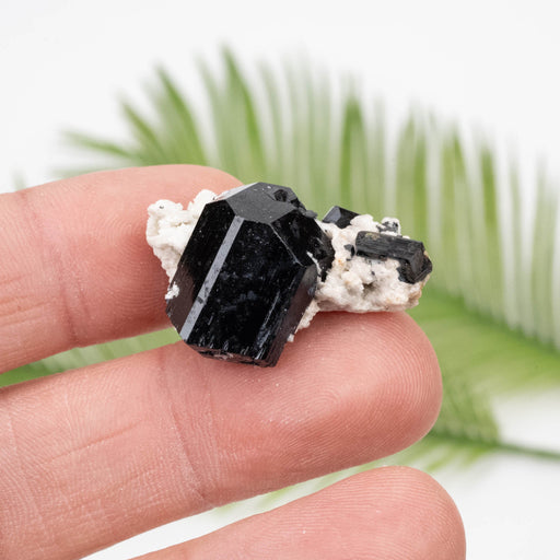 Black Tourmaline 10 g 20x30mm - InnerVision Crystals