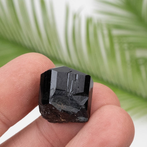 Black Tourmaline 10.06 g 19x17mm - InnerVision Crystals