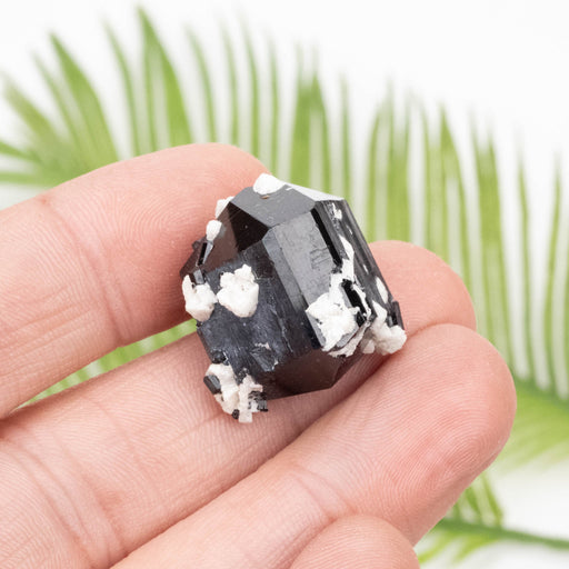 Black Tourmaline 14.48 g 23x21mm - InnerVision Crystals