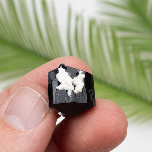 Black Tourmaline 23.79 g 32x23mm - InnerVision Crystals