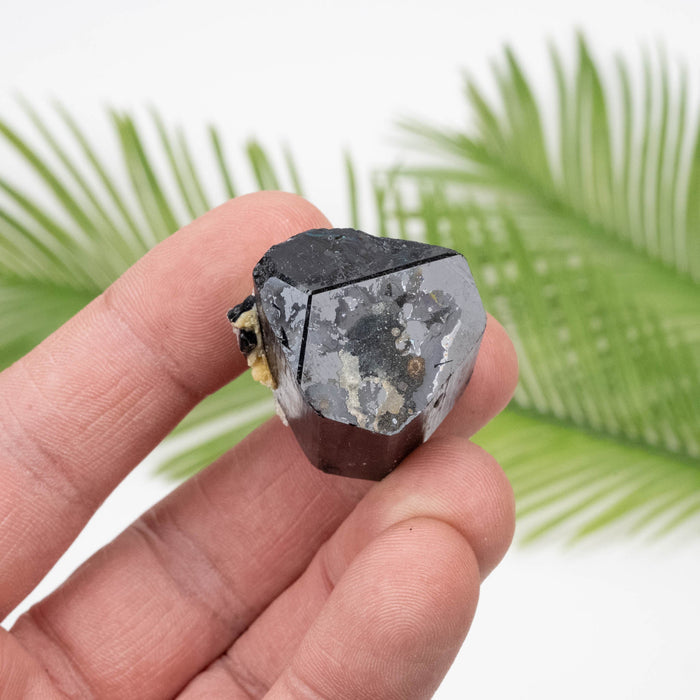 Black Tourmaline 34.61 g 34x23mm - InnerVision Crystals