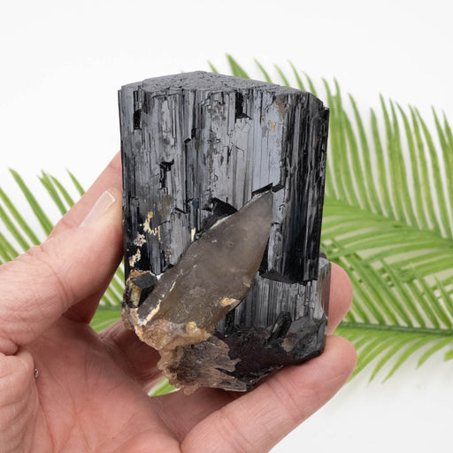 Black Tourmaline 511 g 92x57mm w/ Smoky Quartz - InnerVision Crystals