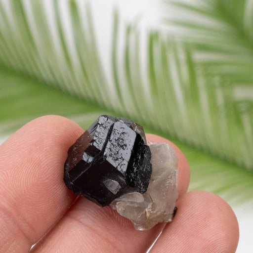 Black Tourmaline 8.16 g 15x25mm - InnerVision Crystals