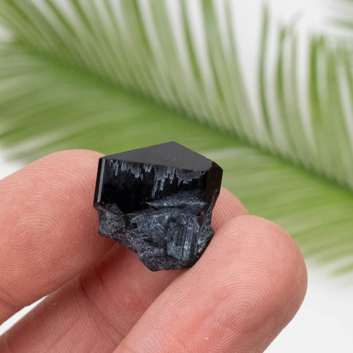 Black Tourmaline 8.44 g 19x18mm - InnerVision Crystals