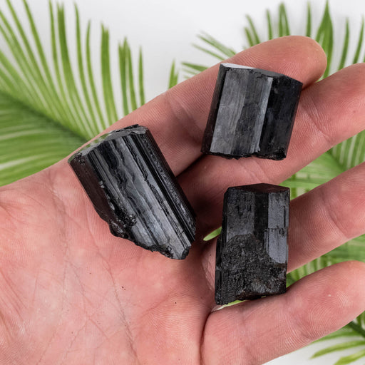 Black Tourmaline Lot 103 g 36mm-41mm - InnerVision Crystals