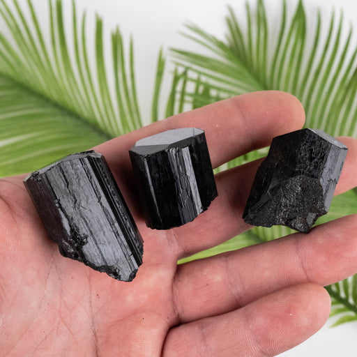 Black Tourmaline Lot 103 g 36mm-41mm - InnerVision Crystals