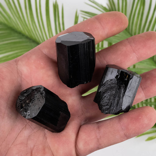 Black Tourmaline Lot 117 g 31mm-34mm - InnerVision Crystals
