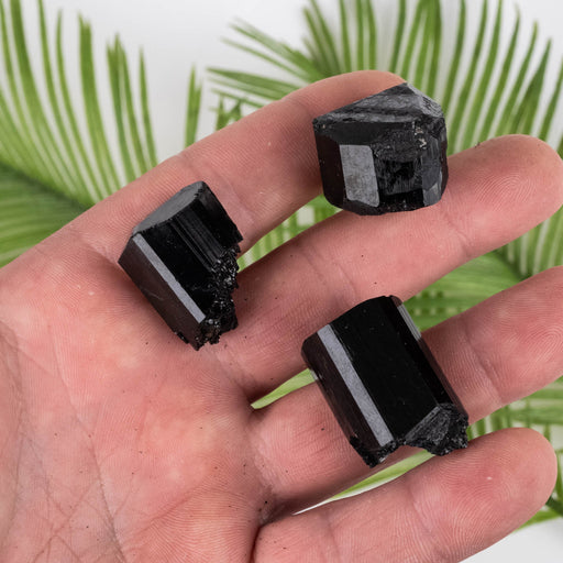 Black Tourmaline Lot 54 g 17mm-29mm - InnerVision Crystals