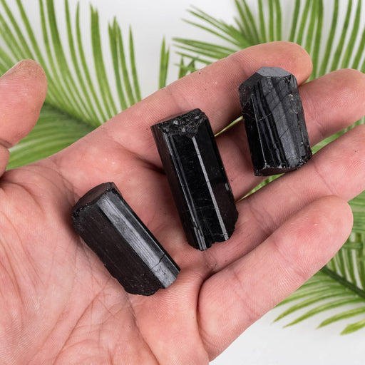 Black Tourmaline Lot 66 g 34mm-41mm - InnerVision Crystals